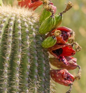 Saguaro cactus with fruit 