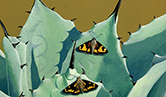Butterflies on cactus