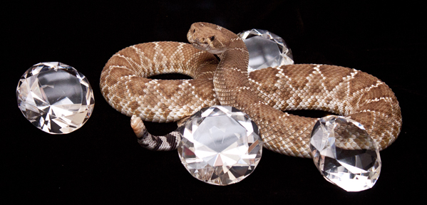 Diamondback Rattlesnake surrounded by oversized fake diamonds on a black velvet background