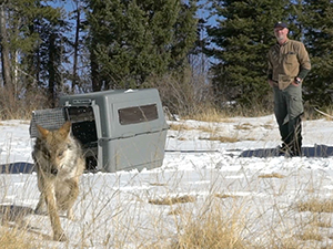 Wolf Release