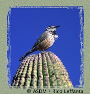 Cactus Wren