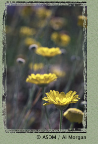 Photo of desert marigold by Al Morgan