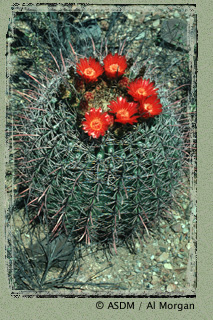 Fishhook Barrel Cactus