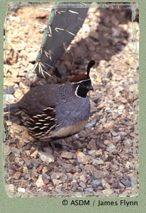 Gambel's Quail