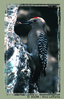 Gila Woodpecker