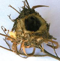 Hummingbird nest photo