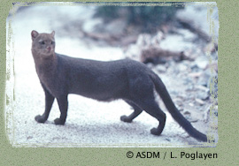 exhibits_jaguarundi.jpg