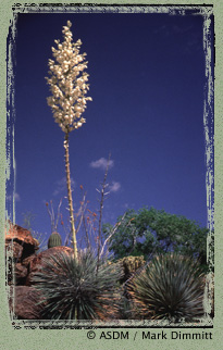 Photo of Soaptree yucca by Mark Dimmitt