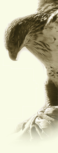 Raptor by Rhonda Spencer