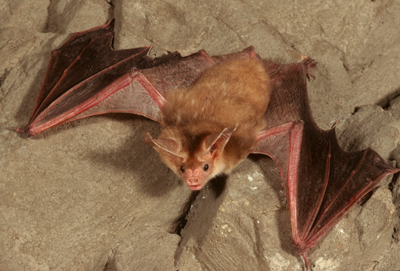 Antrozous pallidus - Pallid Bat by Paul Berquist