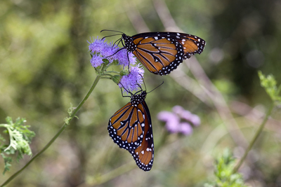 Danaus gilippus - Queen Butterfly by Rhonda Spencer