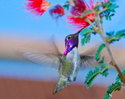 Calypte costae - Costa's Hummingbird by John Chapman