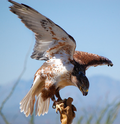 Buteo regalis - Ferruginous Hawk by Angella Parker