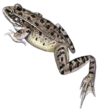 Frog