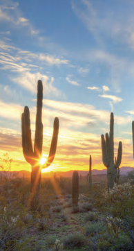 Saguaros at sunset