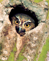 Owl in saguaro