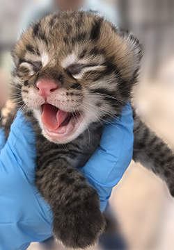 Photo of baby ocelot