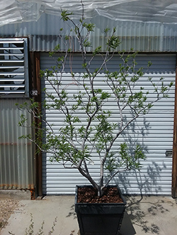 Photo of Desert Willow tree