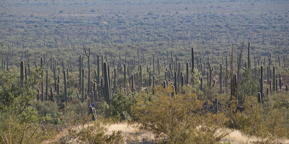 Saguaro Landscape