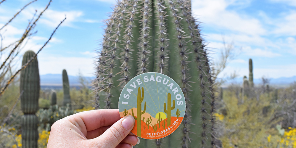 Save Our Saguaros Sticker
