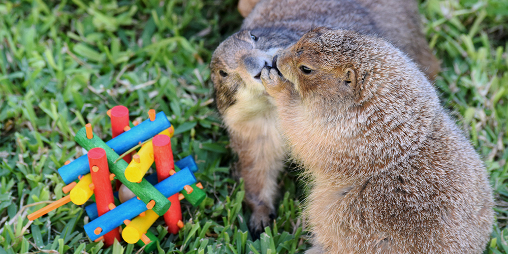 Prairie Dogs Playing