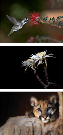 Note Card Images