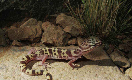 Lizard