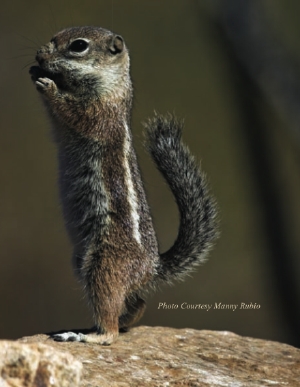 Ground Squirrel