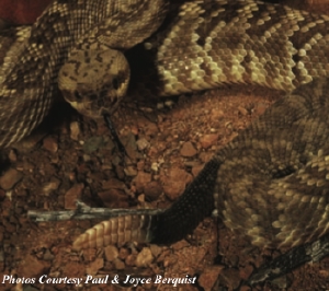 Rattlesnake