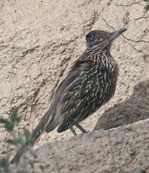 Road Runner