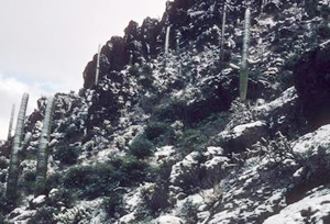 A snowy hillside