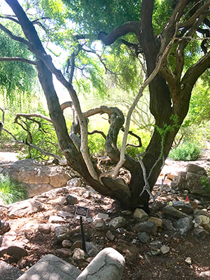 Memorial Tree on grounds