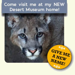 Come visit the new mountain lion dub at my new Desert Museum home! Give me a new name!