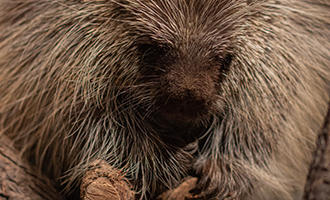 Photo of Rue the Porcupine