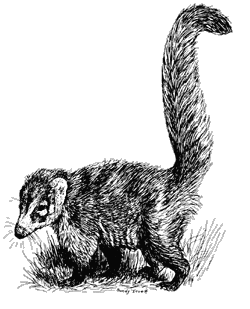 pronounced 'coh-AH-tee'; alternate name is 'chulo'.