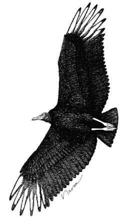 Black Vulture