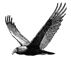 nhsd_vulture3.gif