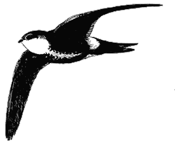 White-throated Swift