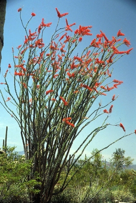 Ocotillo