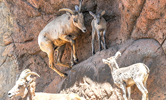 Photo of a group of bighorn sheep