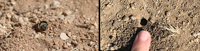 Bee exiting hole in ground, and finger next to hole for size comparison