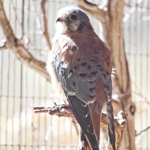 American Kestrel