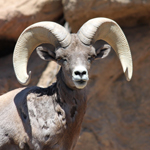 Bighorn Sheep