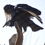 Black Vulture