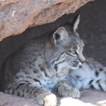 Bobcat