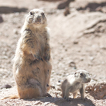 Prairie Dogs