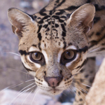 Ocelot