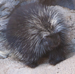 Porcupine