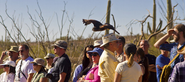 The crowd watches as Raptor Free Flight curator Dillon Horger calls a Chihuahuan raven to the glove