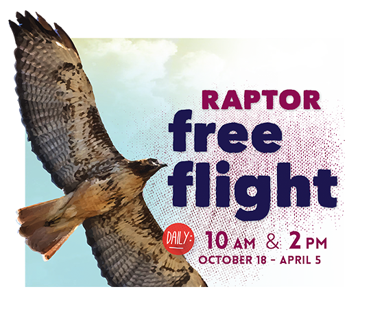Raptor free flight - daily at 10am and 2pm - October 18, 2014 to April 5, 2015